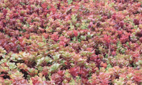 maroonsedummat